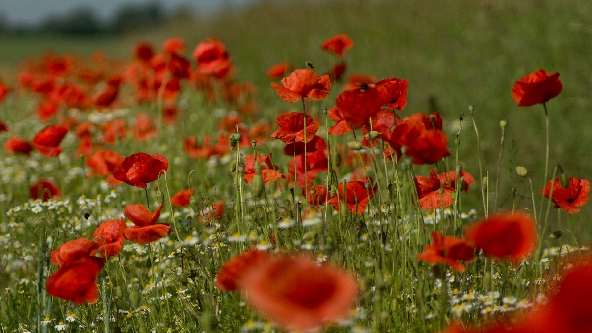 Mohnblumen-Feld