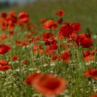 Mohnblumen-Feld