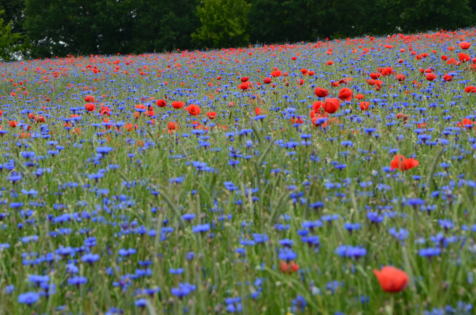 Mohnblumen Feld in Berlin