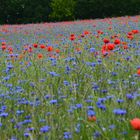 Mohnblumen Feld in Berlin