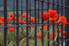 Mohnblumen hinter Gitter