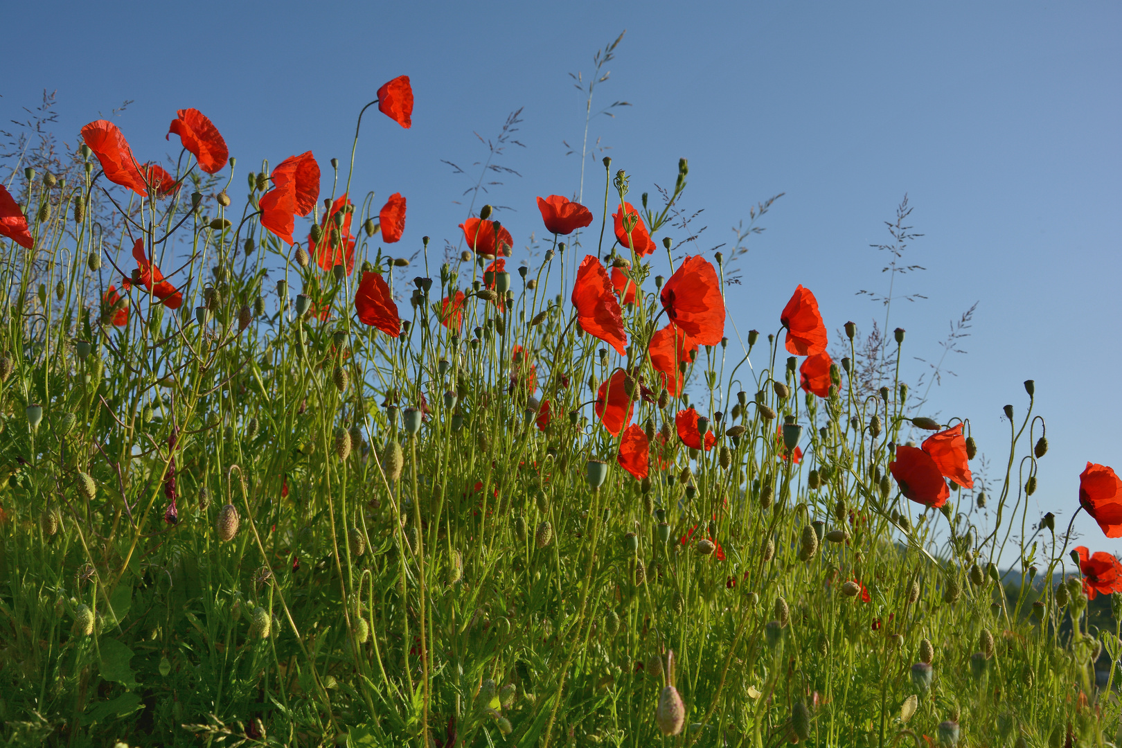 Mohnblumen-Hügel