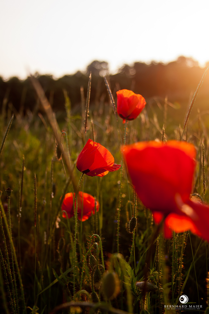 Mohnblumen im Abendlicht