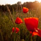 Mohnblumen im Abendlicht