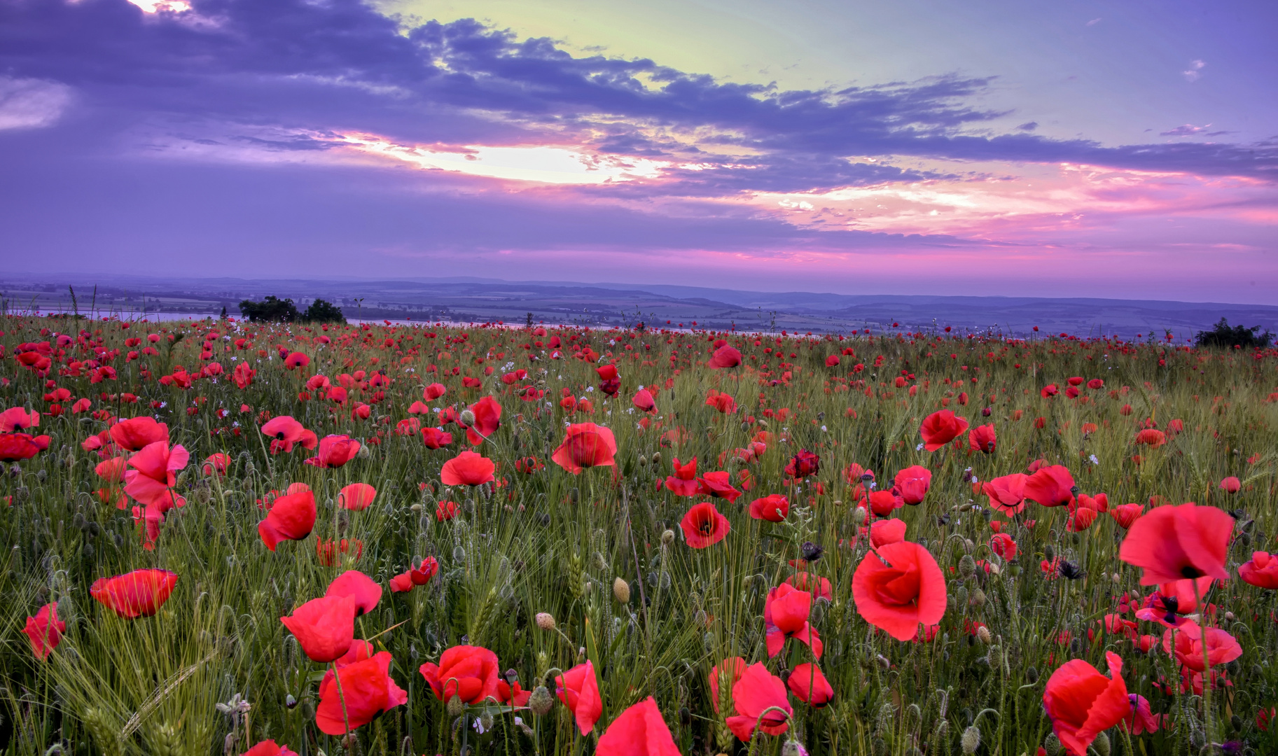 Mohnblumen im Abendlicht 