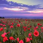 Mohnblumen im Abendlicht 