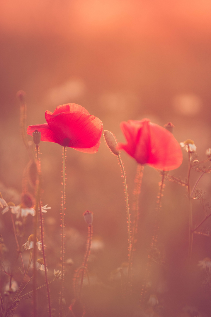 Mohnblumen im Abendlicht