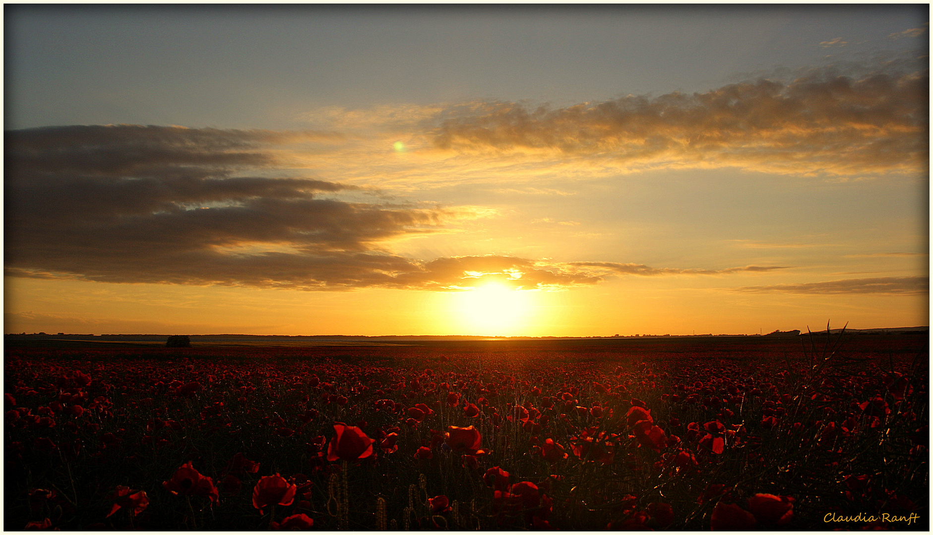 Mohnblumen im Abendlicht auf Rügen