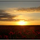 Mohnblumen im Abendlicht auf Rügen