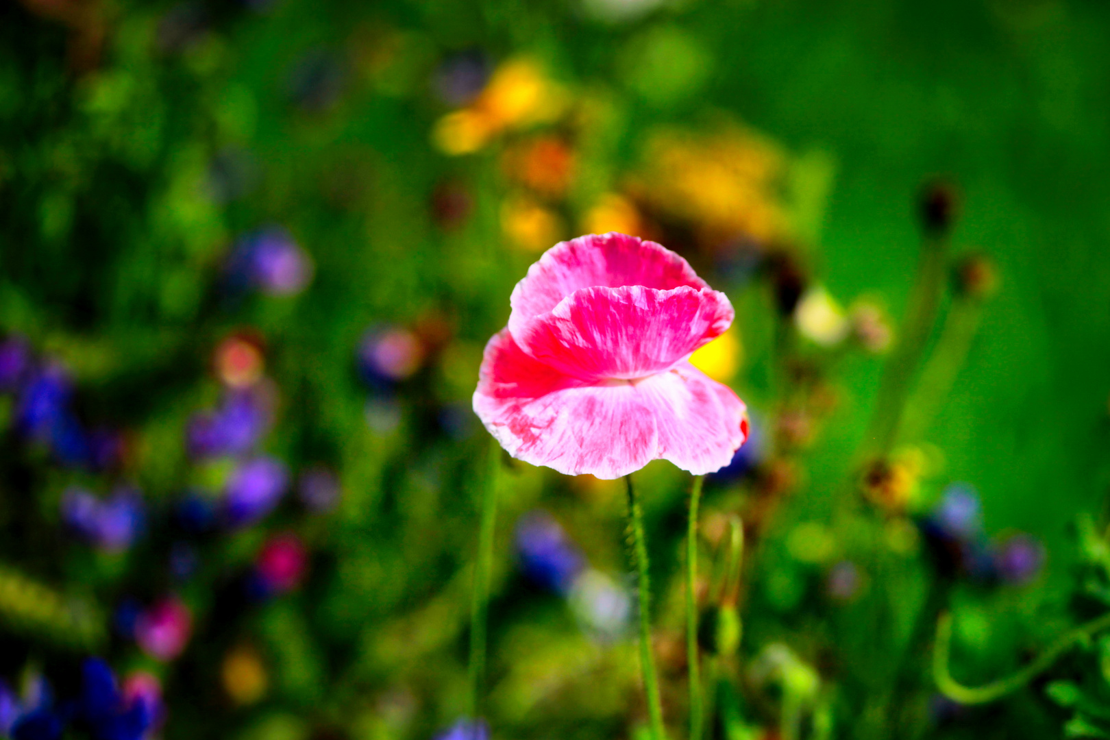 Mohnblumen im Auhof