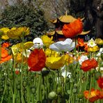 Mohnblumen im Daguan-Park in Kunming