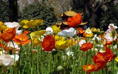 Mohnblumen im Daguan-Park in Kunming