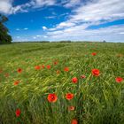 Mohnblumen im Feld