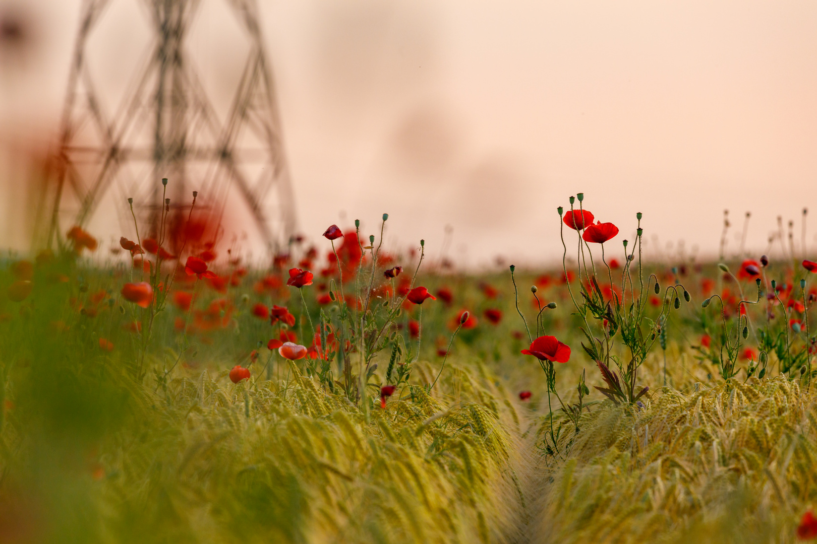 Mohnblumen im Feld