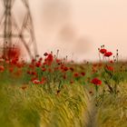 Mohnblumen im Feld