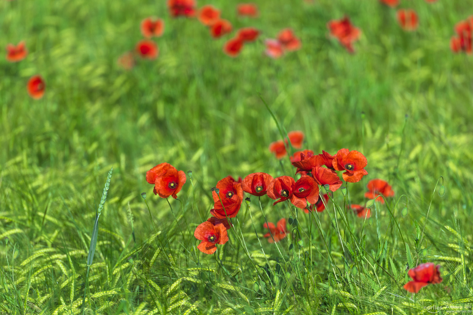 Mohnblumen im Feld