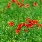 Mohnblumen im Feld