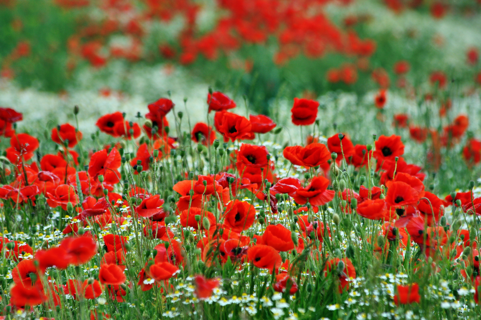 Mohnblumen im Feld