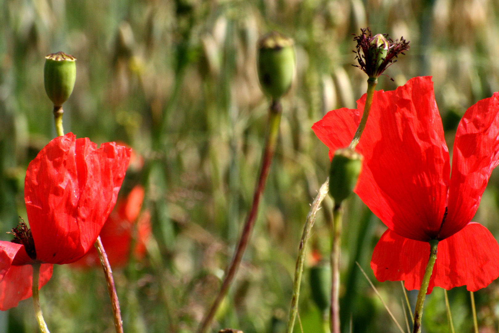 Mohnblumen im Feld