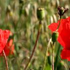 Mohnblumen im Feld