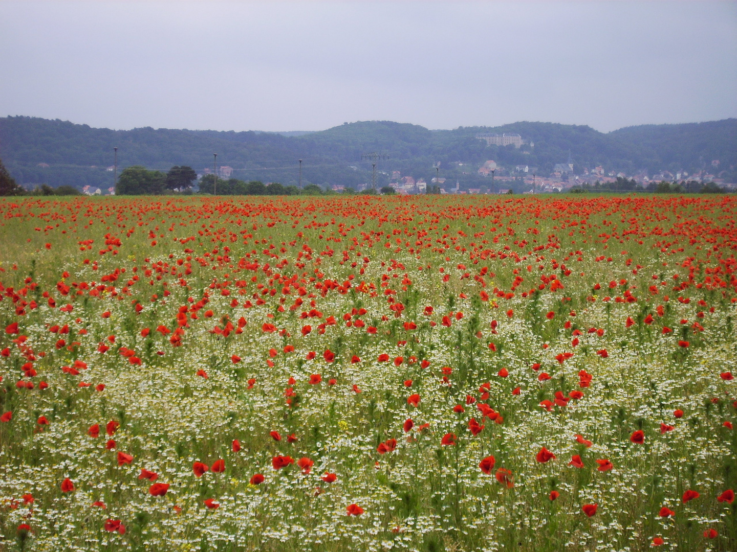 Mohnblumen im Feld