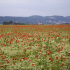 Mohnblumen im Feld