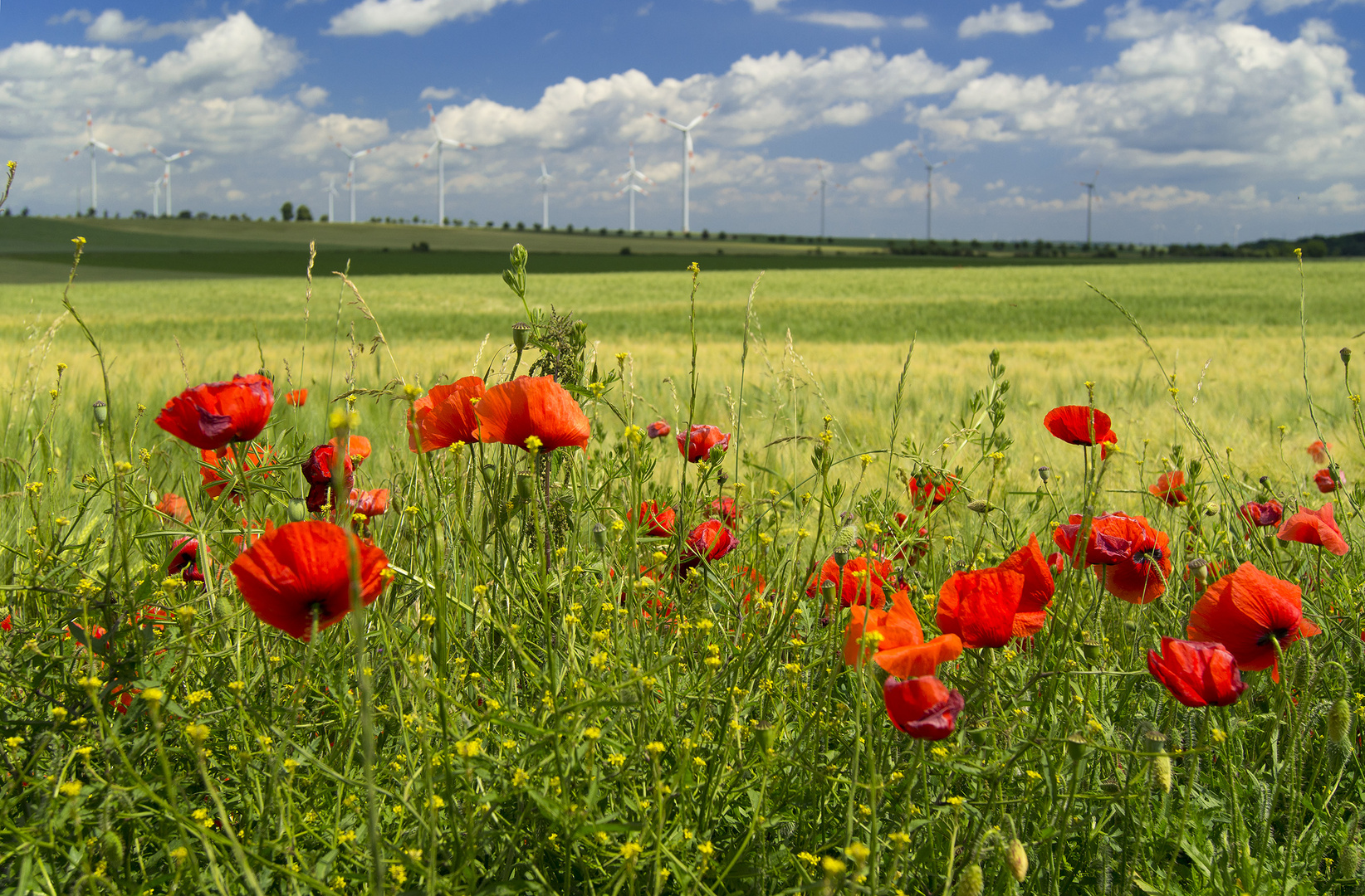 Mohnblumen im Frühsommer