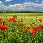 Mohnblumen im Frühsommer