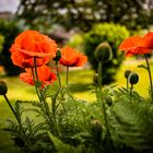 Mohnblumen im Garten