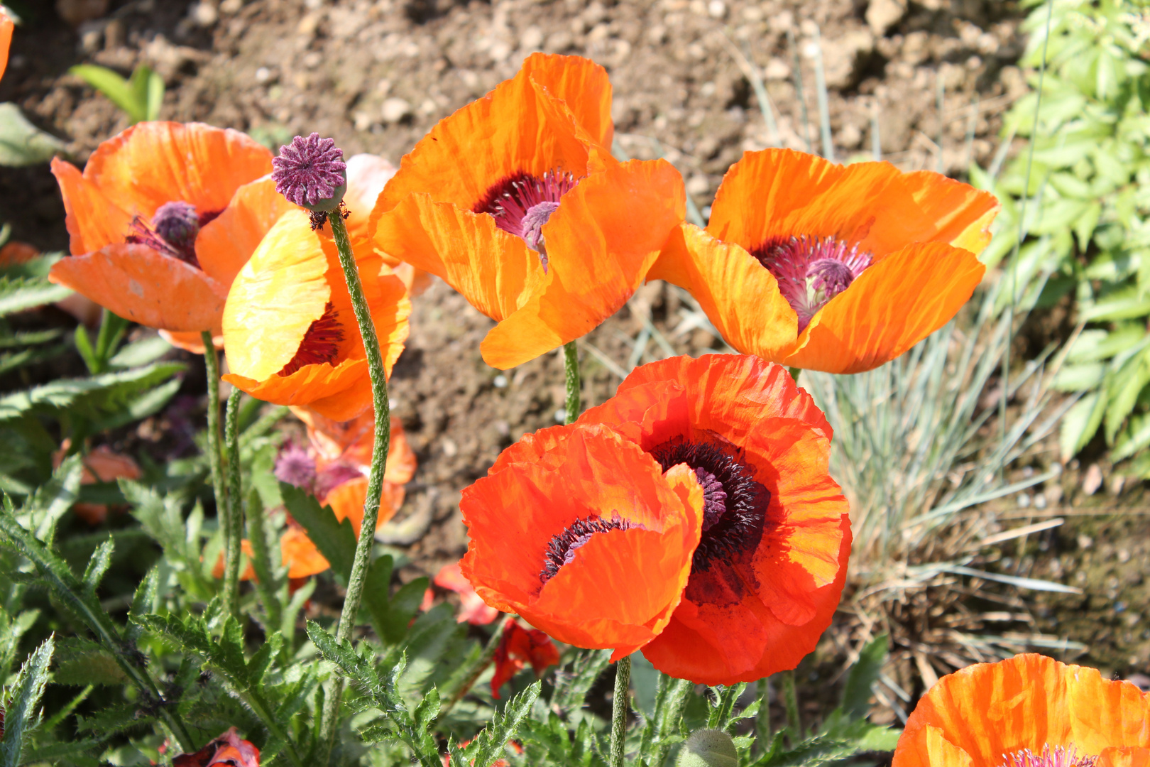 Mohnblumen im Garten Foto & Bild archiv projekte naturchannel