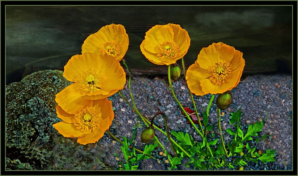 Mohnblumen im Garten von .V.F. Foto & Bild stillleben , spezial