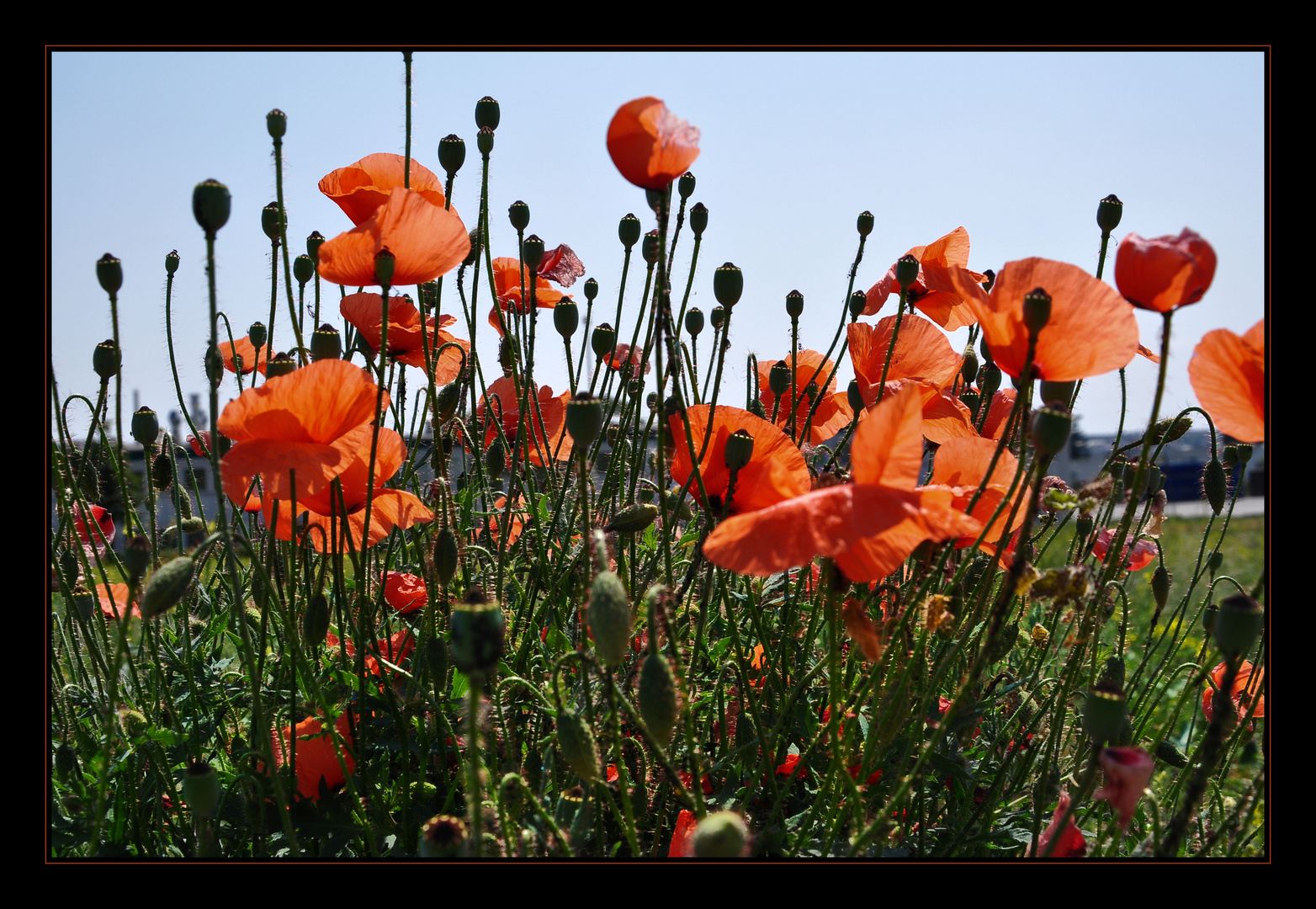 Mohnblumen im Gegenlicht