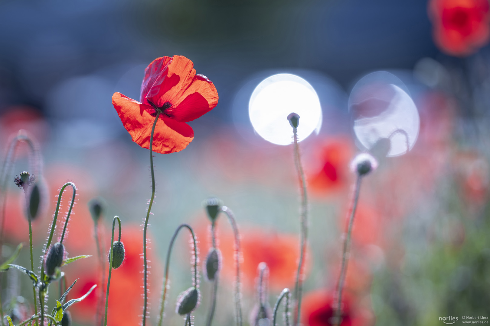 Mohnblumen im Gegenlicht