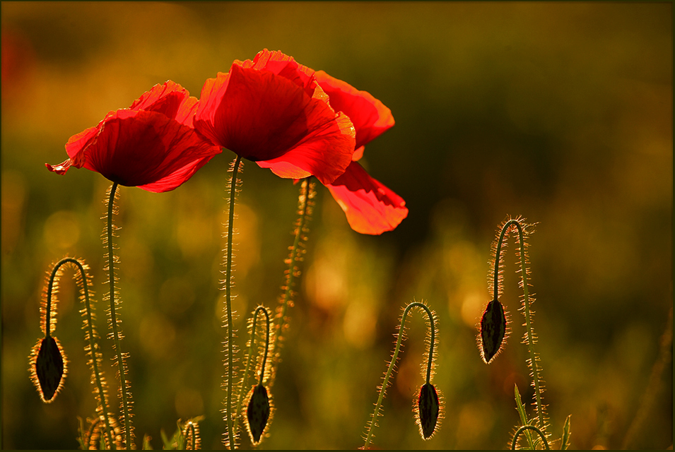 Mohnblumen im Gegenlicht