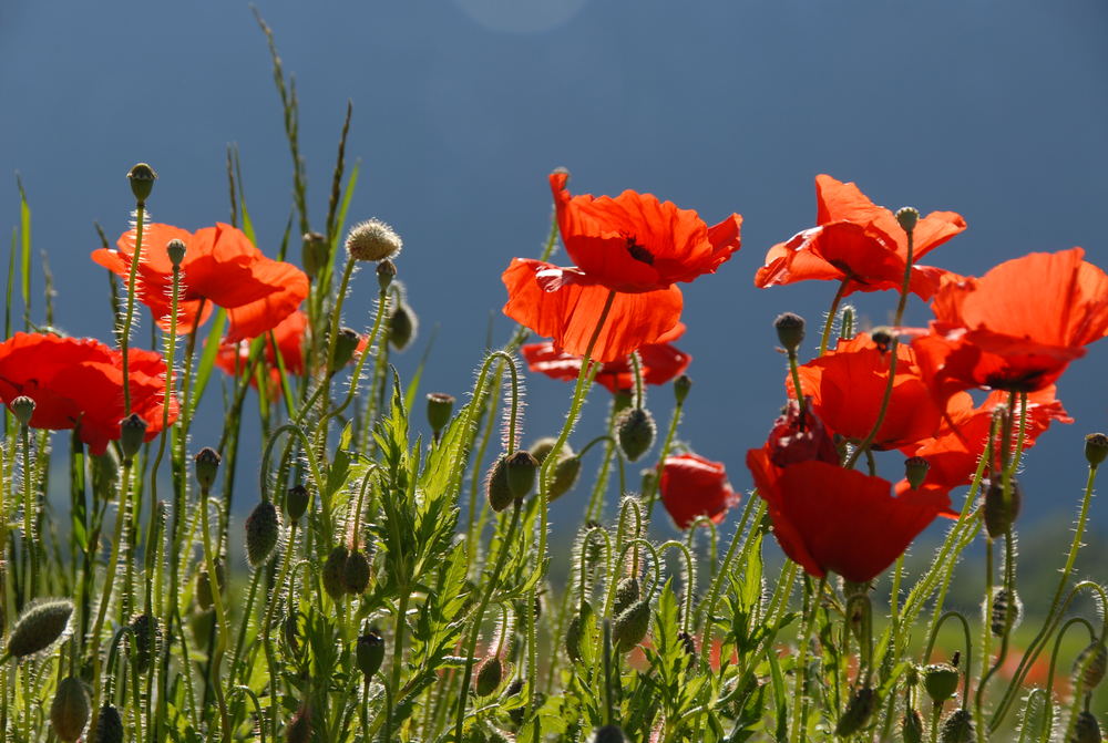 Mohnblumen im Gegenlicht