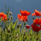 Mohnblumen im Gegenlicht