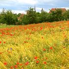 Mohnblumen im Getreide