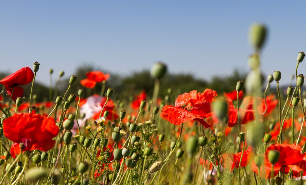 Mohnblumen im Getreidefeld 12