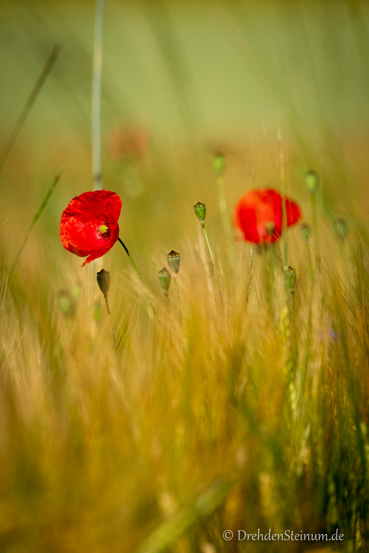 Mohnblumen im Getreidefeld