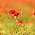 Mohnblumen im Getreidefeld