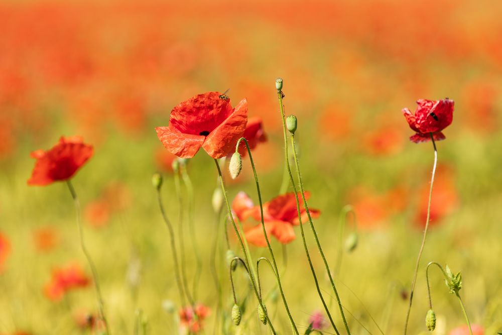 Mohnblumen im Getreidefeld