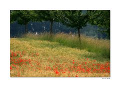 Mohnblumen im Getreidefeld.