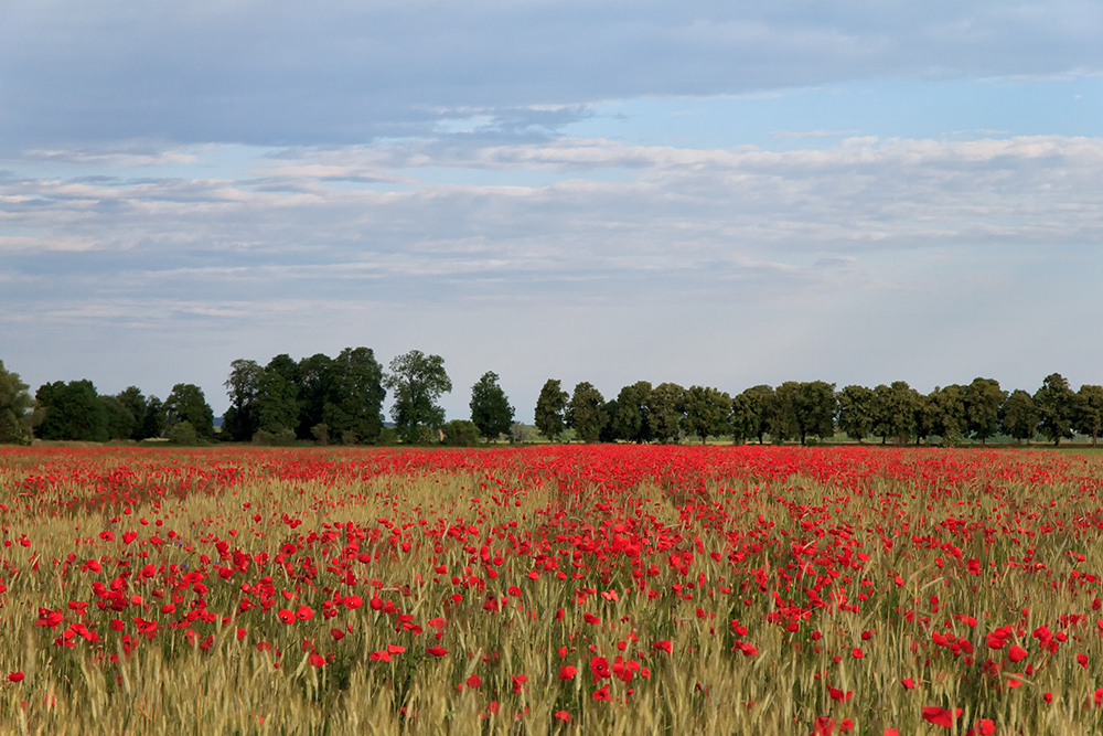 Mohnblumen im Havelland