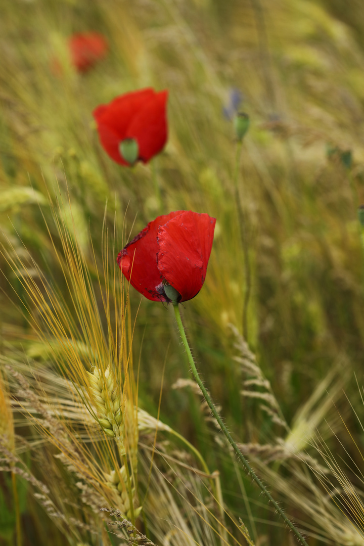 Mohnblumen im Kornfeld