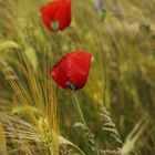 Mohnblumen im Kornfeld