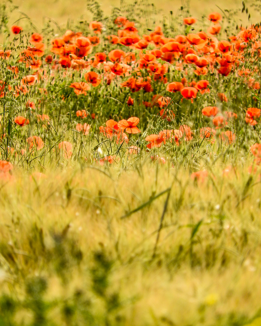 Mohnblumen im Kornfeld