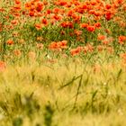 Mohnblumen im Kornfeld