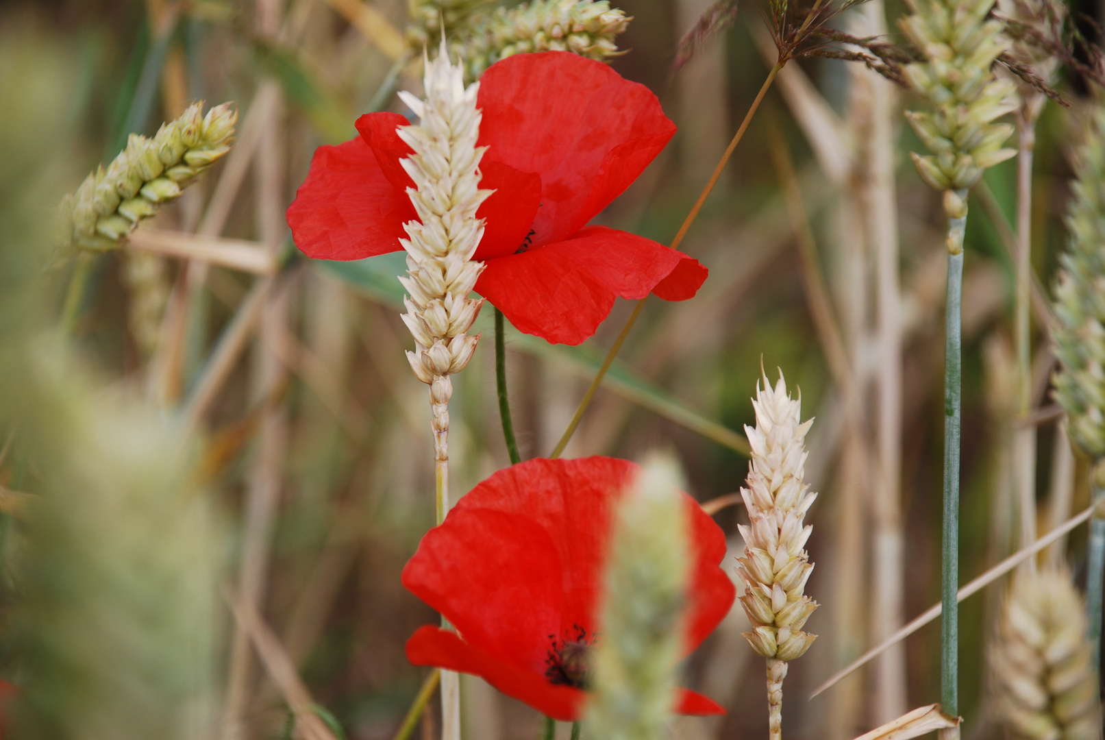 Mohnblumen im Kornfeld