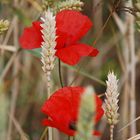 Mohnblumen im Kornfeld