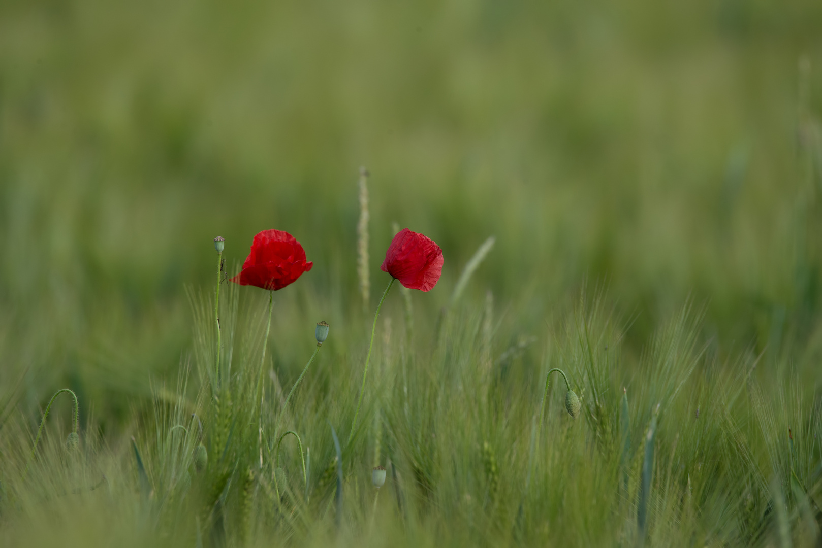 Mohnblumen im Kornfeld